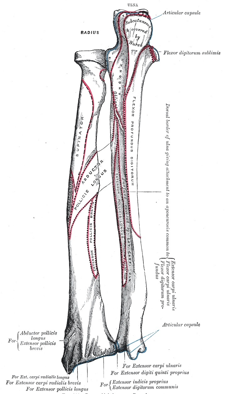 Figure 5. Bones of the left forearm, posterior surface: the subcutaneous dorsal border of the ulna (the landmark for the direct ulnar approach), the interosseous crest, and the dorsal muscle attachments. Gray’s Anatomy plate 214 (public domain), via Wikimedia Commons.