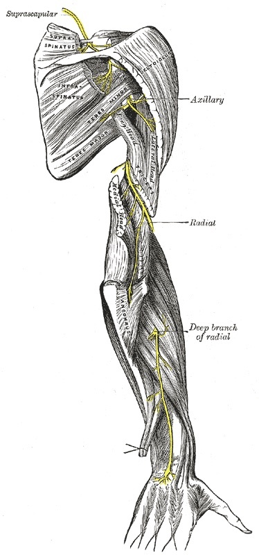Figure 11. Course of the radial nerve and its deep branch continuing as the posterior interosseous nerve into the extensor compartment of the forearm. Gray’s Anatomy plate 818 (public domain), via Wikimedia Commons.
