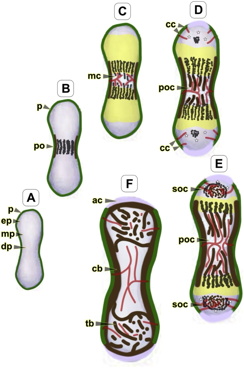 Figure 2. Schematic of endochondral bone development showing the osteoclastic cutting cone (cc) - the same mechanism that crosses the fracture in primary (Haversian) healing. From Khan et al. (2020), Arthritis Res Ther 22:168, PMC7488094, CC BY 4.0.
