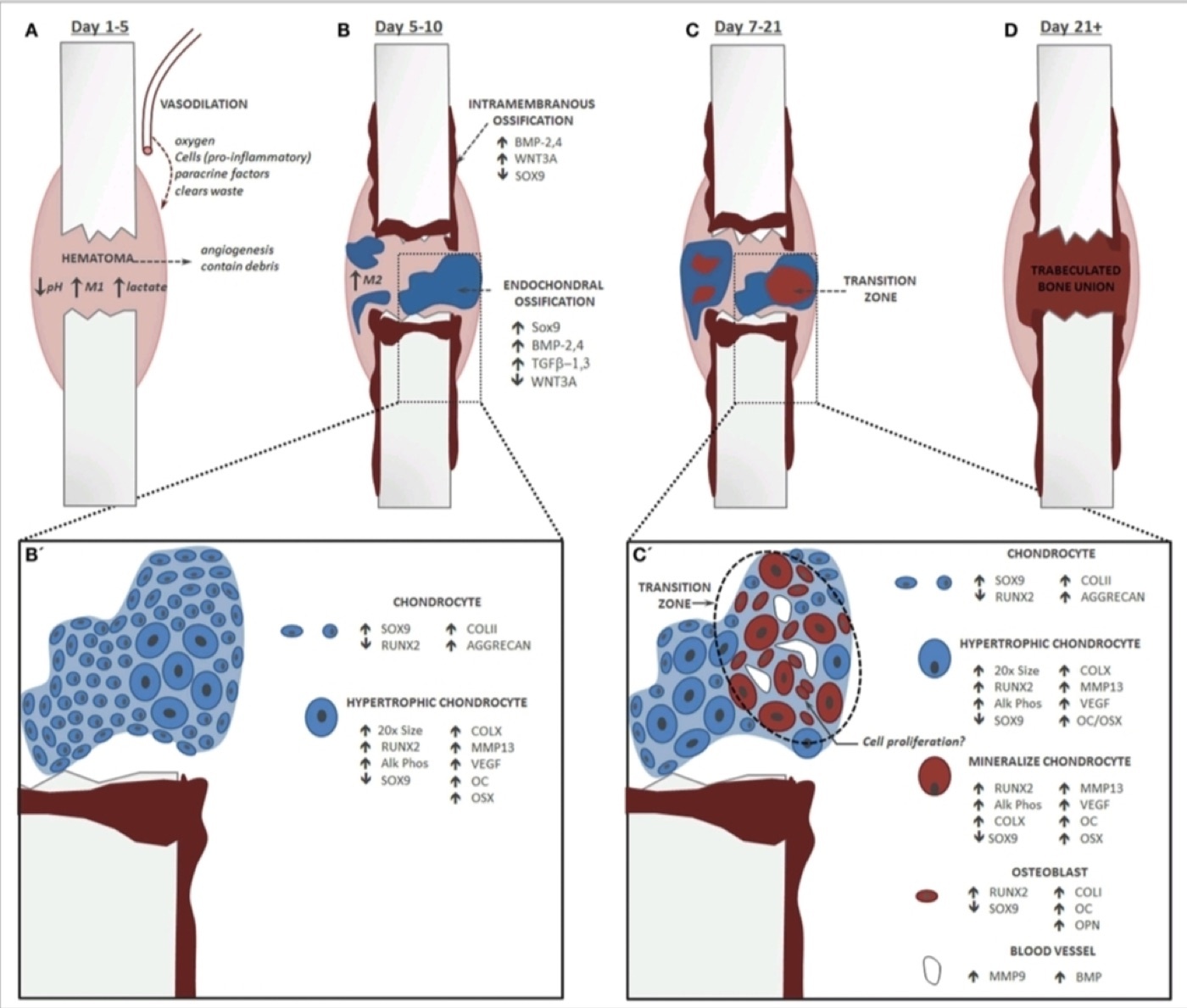 Figure 3. Temporal stages of fracture healing with the key cell types and signalling markers (SOX9, RUNX2, BMP-2/4, TGF-β, VEGF). From Bahney et al., PMC4318416, via Wikimedia Commons, CC BY 4.0.