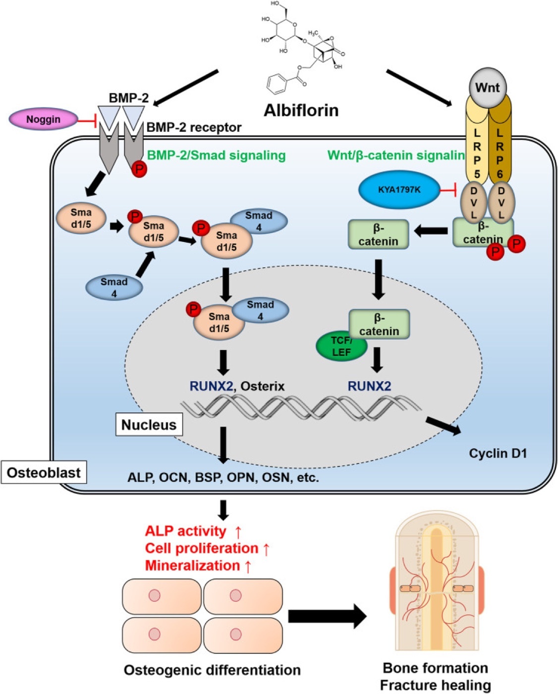 Figure 8. BMP-2/Smad and Wnt/β-catenin signalling converging on RUNX2/Osterix to drive osteoblast differentiation and fracture healing. From Front Pharmacol 2021;12:690113, PMC8327266, Fig. 8, CC BY 4.0.