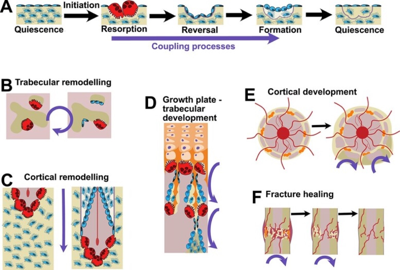 Figure 9. The bone-remodelling sequence and the cortical cutting cone of a basic multicellular unit (BMU) - advancing osteoclasts with trailing osteoblasts. From Sims (2024), PMC11425696, Fig. 1, CC BY 4.0.