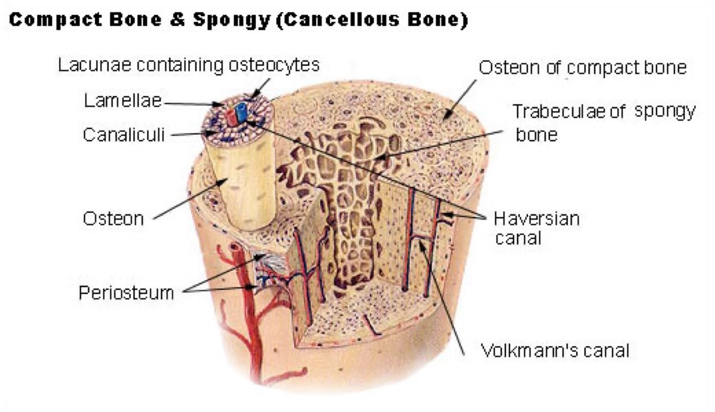 Figure 1. Microstructure of compact (cortical) and spongy (cancellous) bone: osteons/Haversian systems, lamellae, and trabeculae. Source: SEER (NCI SEER Training Modules), via Wikimedia Commons, public domain.