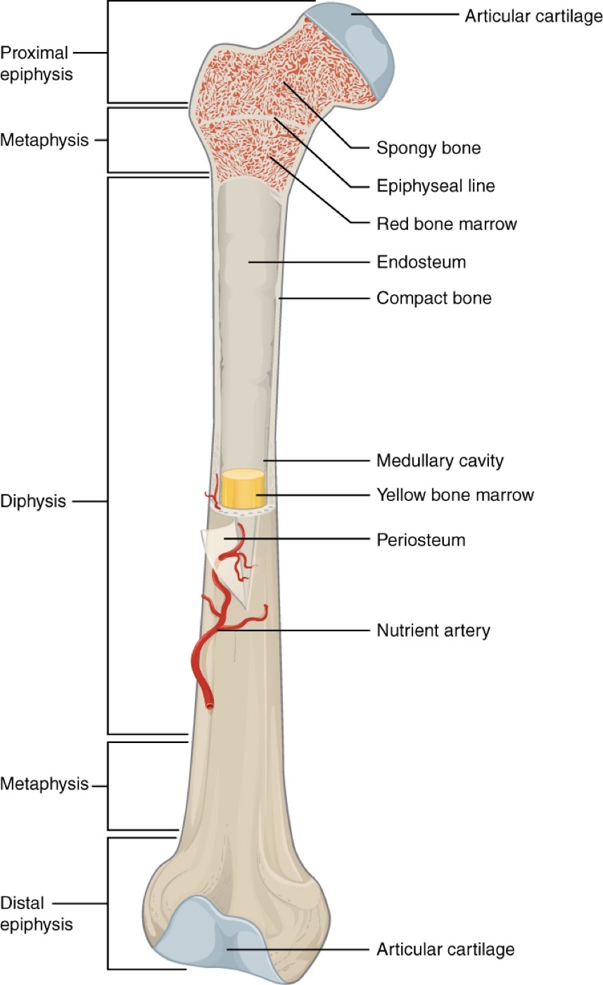 Figure 2. Anatomy of a long bone: diaphysis, metaphysis and epiphysis, with cortical and cancellous bone, periosteum and medullary cavity. Source: OpenStax College, Anatomy & Physiology, via Wikimedia Commons, CC BY 3.0.