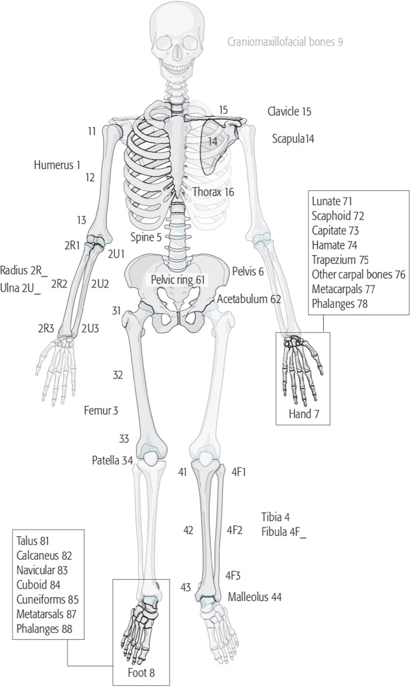 Figure 10. The AO/OTA bone-numbering scheme (1 humerus, 2 radius/ulna, 3 femur, 4 tibia/fibula…), the first element of the alphanumeric fracture code. Source: Kellam et al. (AO/OTA), via Wikimedia Commons, CC BY-SA 4.0.