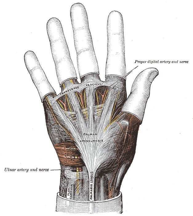 Figure 2. The palmar aponeurosis, continuous with the palmaris longus tendon; the digital nerves and vessels lie immediately deep to it. Gray’s Anatomy plate 425 (public domain), via Wikimedia Commons.