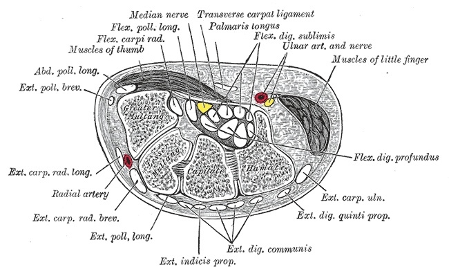 Figure 3. Transverse section through the carpal tunnel: the carpal bones forming the floor, the transverse carpal ligament the roof, and the flexor tendons with the median nerve within. Gray’s Anatomy plate 422 (public domain), via Wikimedia Commons.