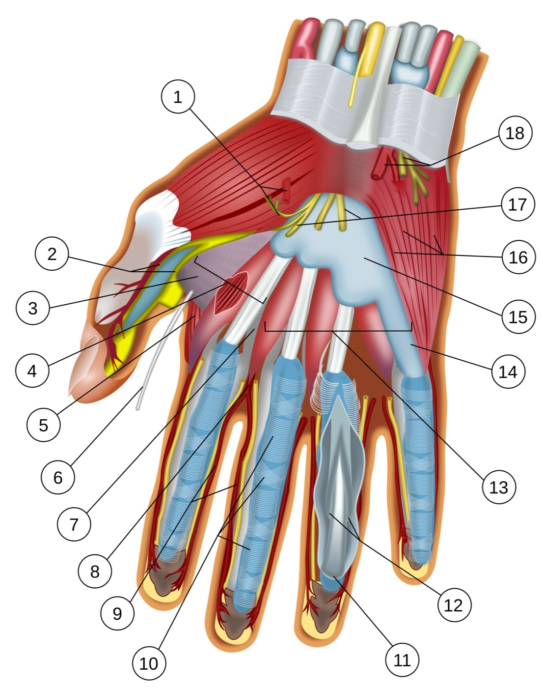 Figure 5. Deep palmar dissection of the wrist and hand showing the flexor tendons, the median and ulnar nerves, and the palmar arches. Wilfredor, released under CC0, via Wikimedia Commons.