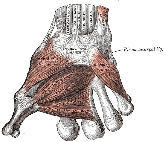 Figure 7. The deep muscles of the palm: the thenar muscles, the adductor pollicis and the interossei. Gray’s Anatomy plate 426 (public domain), via Wikimedia Commons.