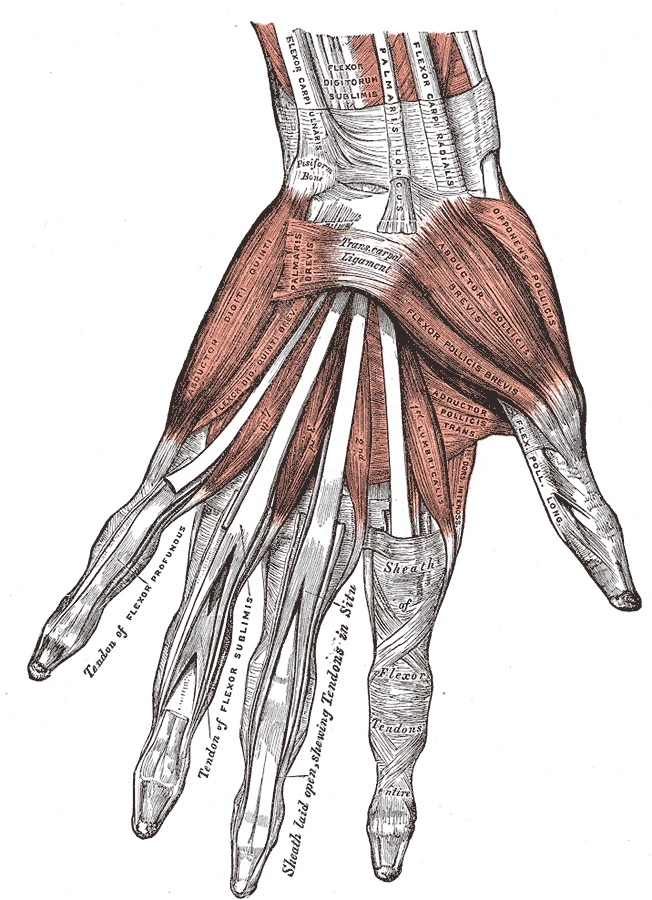 Figure 8. The muscles, tendons and synovial sheaths of the palm. Gray’s Anatomy plate 427 (public domain), via Wikimedia Commons.