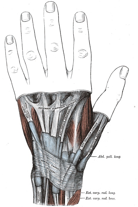 Figure 9. The extensor tendons of the wrist crossing beneath the extensor retinaculum in their dorsal compartments. Gray’s Anatomy plate 424 (public domain), via Wikimedia Commons.