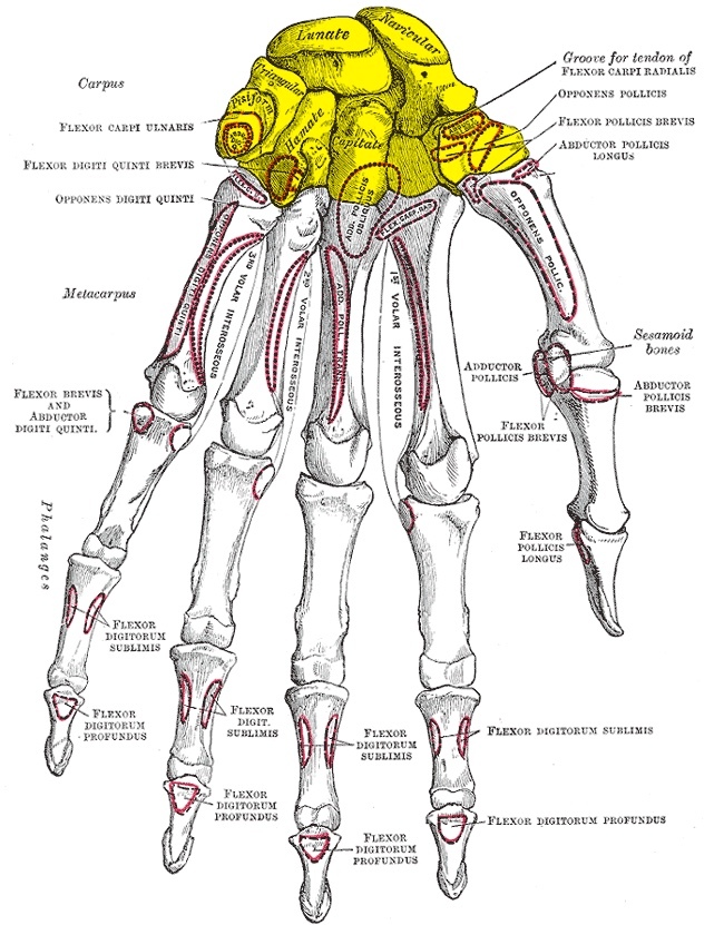 Figure 10. The bones of the wrist and hand, dorsal aspect: the carpal bones, metacarpals and phalanges. Gray’s Anatomy plate 219 (public domain), via Wikimedia Commons.