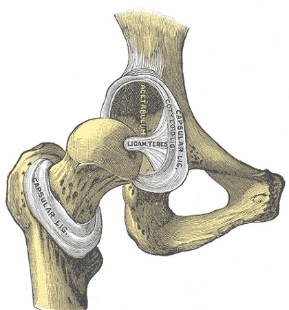 Figure 3. Hip joint, anterior view with the capsule removed, exposing the femoral head, acetabulum and ligamentum teres. Gray’s Anatomy plate 342 (public domain), via Wikimedia Commons.