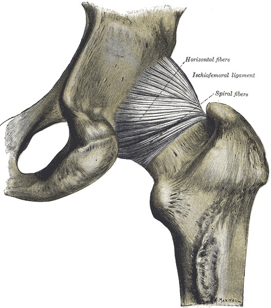 Figure 4. Posterior aspect of the hip joint showing the ischiofemoral ligament (horizontal and spiral fibres) reinforcing the capsule. Gray’s Anatomy plate 340 (public domain), via Wikimedia Commons.