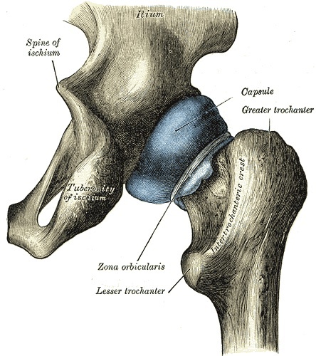 Figure 5. Distended hip-joint capsule, posterior view, demonstrating the zona orbicularis and its relation to the trochanters. Gray’s Anatomy plate 343 (public domain), via Wikimedia Commons.