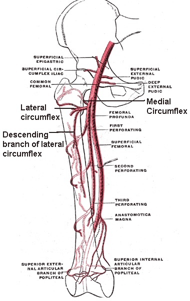 Figure 7. The circumflex femoral arteries on the proximal femur: the medial and lateral femoral circumflex arteries, the principal contributors to the retinacular supply of the femoral head. Mikael Häggström (public domain), via Wikimedia Commons.