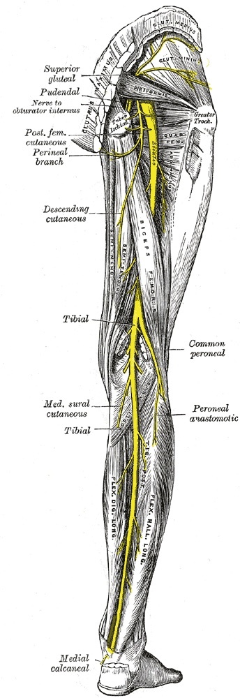 Figure 10. Posterior nerves of the lower limb: the sciatic nerve emerging below piriformis and the superior gluteal nerve, the structures at risk in the posterior (Moore) and lateral (Hardinge) approaches respectively. Gray’s Anatomy plate 832 (public domain), via Wikimedia Commons.