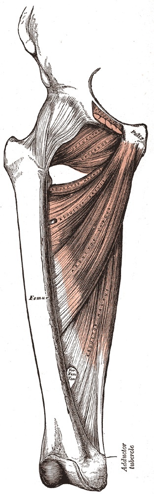 Figure 12. Deep muscles of the medial thigh: adductor brevis and magnus and obturator externus, the planes traversed in the medial (Ludloff) approach. Gray’s Anatomy plate 433 (public domain), via Wikimedia Commons.