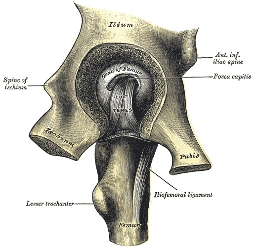 Figure 1. The hip joint opened, showing the femoral head, fovea, ligamentum teres, and capsule. Henry Vandyke Carter, Gray’s Anatomy (1918), public domain, via Wikimedia Commons.