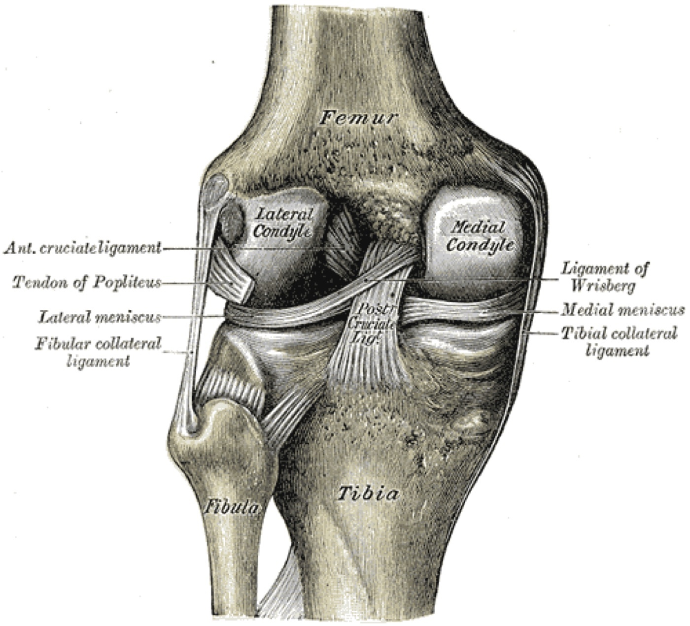Figure 5. Posterior view of the right knee with the femur lifted, showing the cruciate (ACL, PCL) and collateral (MCL, LCL) ligaments, the menisci, and the popliteus tendon. Gray’s Anatomy (Plate 348), public domain, via Wikimedia Commons.