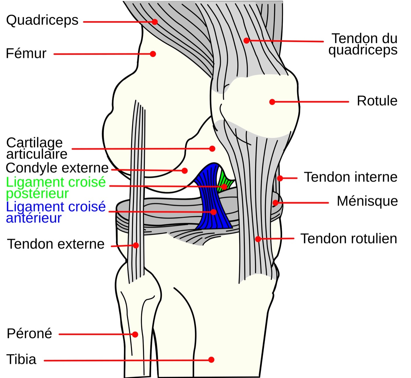 Figure 6. Sagittal schematic of the knee showing the anterior (blue) and posterior (green) cruciate ligaments among the surrounding structures. Public domain, via Wikimedia Commons.