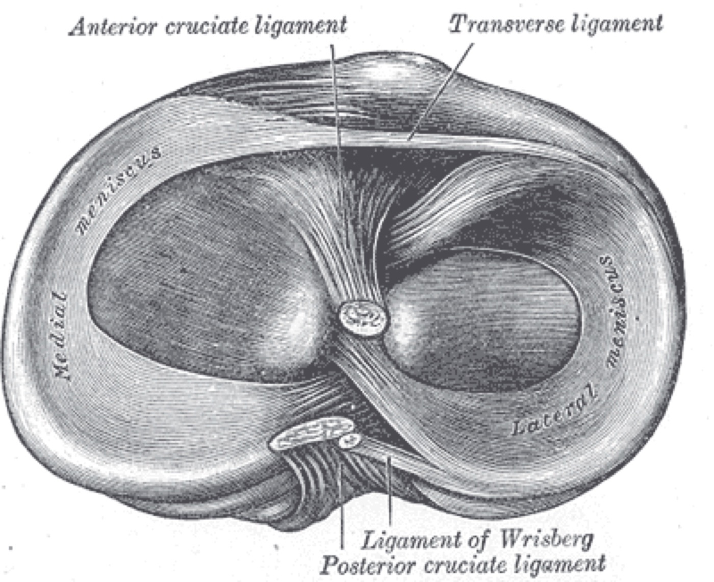 Figure 7. Head of the right tibia seen from above, showing the menisci and the tibial attachments of the cruciate ligaments. Gray’s Anatomy (Plate 349), public domain, via Wikimedia Commons.