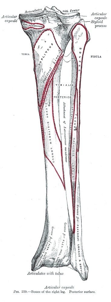 Figure 2. Bones of the right leg, posterior surface, with the popliteal and soleal lines and the attachments of the deep posterior muscles. Gray’s Anatomy (1918), Plate 259, public domain, via Wikimedia Commons.