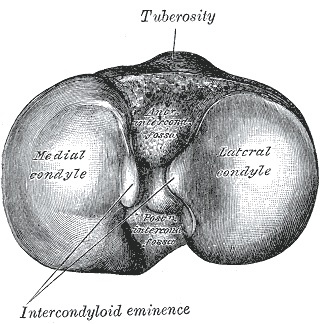 Figure 3. Upper surface of the right tibia (the tibial plateau) seen from above, with the condyles and intercondylar eminence. Gray’s Anatomy (1918), Plate 257, public domain, via Wikimedia Commons.