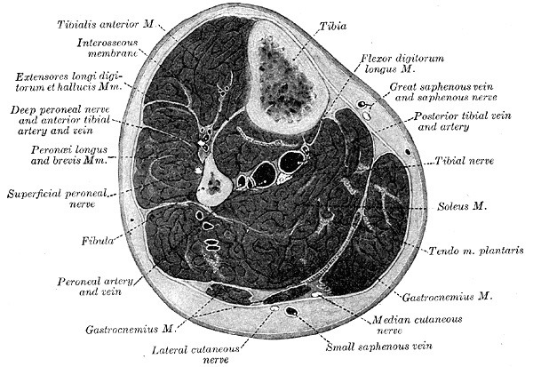 Figure 5. The same transverse section of the leg, original plate, with the muscles and neurovascular structures labelled. Gray’s Anatomy (1918), Plate 440, public domain, via Wikimedia Commons.