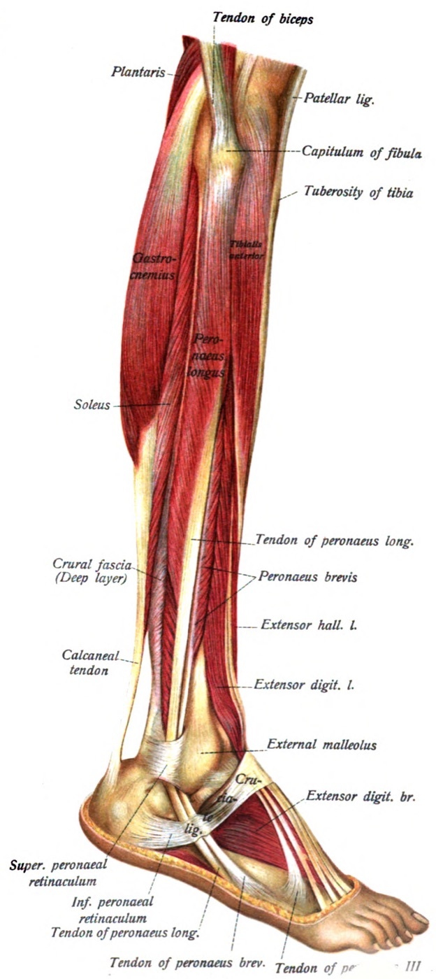 Figure 6. Lateral aspect of the leg showing the lateral (peroneal) compartment, peroneus longus and brevis with their retinacula, together with the anterior extensor muscles. Sobotta’s Atlas of Human Anatomy (1909), public domain, via Wikimedia Commons.