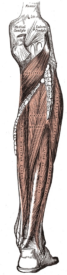 Figure 8. Deep muscles of the posterior leg: popliteus, tibialis posterior, flexor digitorum longus and flexor hallucis longus. Gray’s Anatomy (1918), Plate 439, public domain, via Wikimedia Commons.