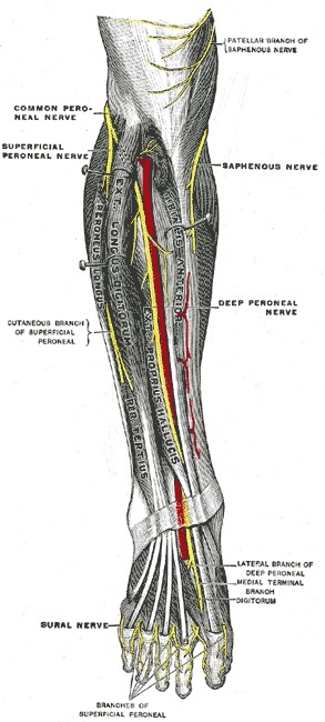 Figure 9. Deep nerves of the front of the leg: the common peroneal nerve dividing into the superficial and deep peroneal nerves, the latter accompanying the anterior tibial artery among the extensor muscles. Gray’s Anatomy (1918), Plate 835, public domain, via Wikimedia Commons.