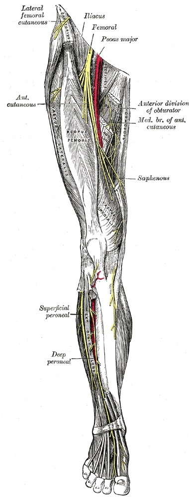 Figure 10. Nerves of the right lower limb, anterior view, showing the course of the saphenous, superficial peroneal and deep peroneal nerves. Gray’s Anatomy (1918), Plate 827, public domain, via Wikimedia Commons.