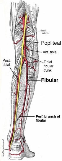 Figure 11. Arteries of the leg, posterior view: the popliteal artery dividing into the anterior tibial artery and the tibiofibular trunk, which gives the posterior tibial and fibular (peroneal) arteries. Wikimedia contributor, CC BY-SA 4.0, via Wikimedia Commons.