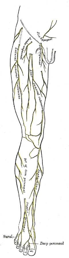 Figure 12. Cutaneous nerves of the right lower limb, anterior view: the saphenous nerve along the medial leg with the superficial peroneal and sural cutaneous territories. Gray’s Anatomy (1918), Plate 825, public domain, via Wikimedia Commons.