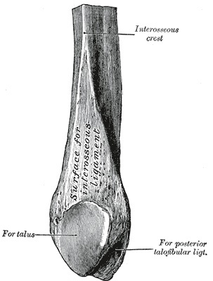 Figure 14. Lower end of the right fibula (the lateral malleolus), medial aspect, showing the articular surface for the talus and the malleolar fossa. Gray’s Anatomy (1918), Plate 262, public domain, via Wikimedia Commons.