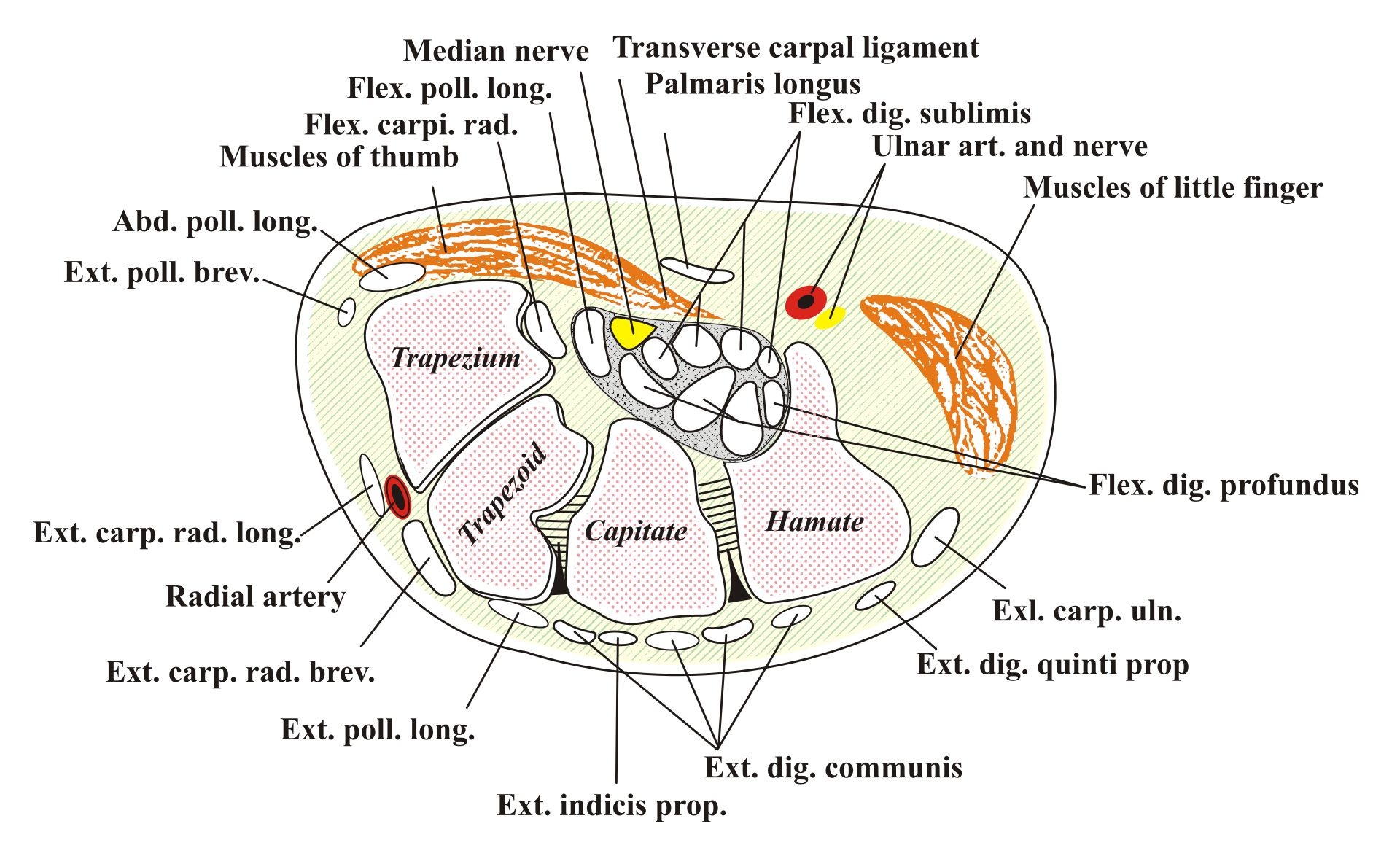 Figure 1. Transverse section of the carpal tunnel: the median nerve lies superficial to the nine flexor tendons, beneath the transverse carpal ligament. Source: DoPhotoShop, via Wikimedia Commons, CC BY-SA 3.0.