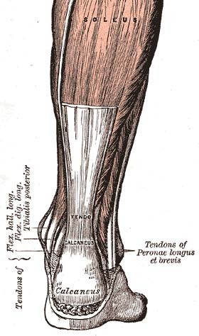 Figure 14. The Achilles tendon and its insertion on the calcaneus. Mid-portion tendinopathy occurs 2-6 cm above the insertion; insertional disease at the calcaneal attachment. From Gray’s Anatomy (1918), public domain, via Wikimedia Commons.