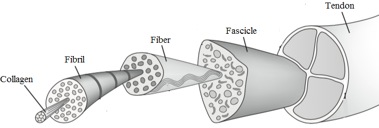 Figure 1. The hierarchical structure of tendon: collagen molecule → fibril → fibre → fascicle → tendon. Source: Blumpkin999, via Wikimedia Commons, CC0 1.0 (public domain).