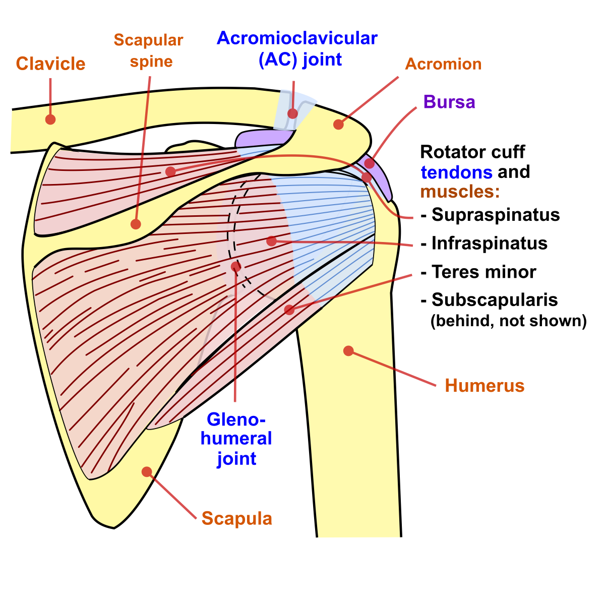 Figure 3. Posterior view of the shoulder showing the rotator cuff tendons and the subacromial bursa beneath the acromion. Source: Jmarchn, via Wikimedia Commons, CC BY-SA 3.0.