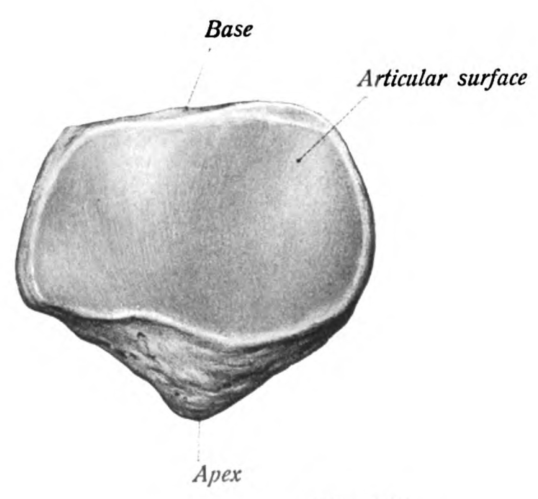 Figure 1. Bony anatomy of the patella, showing the base, articular surface, and apex. Sobotta, Atlas of Human Anatomy (1909), public domain, via Wikimedia Commons.