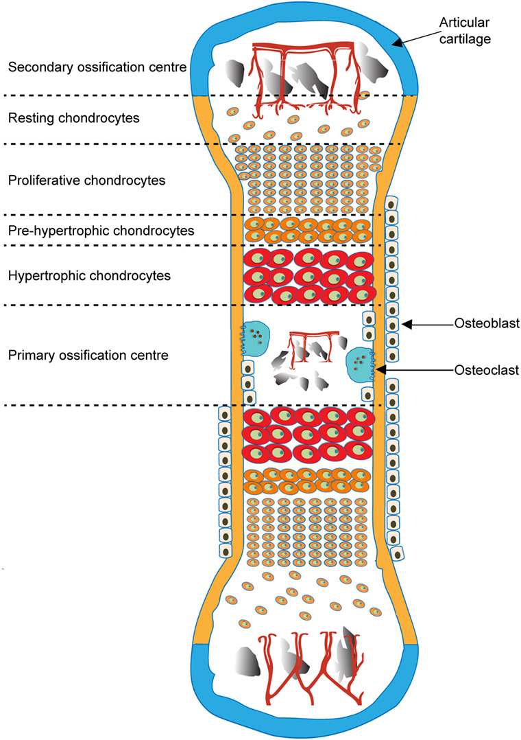 Figure 2. Endochondral ossification of a long bone, showing the primary (diaphyseal) and secondary (epiphyseal) ossification centres and the chondrocyte zones of the intervening growth plate. Javaheri et al., CC BY 4.0, via Wikimedia Commons.