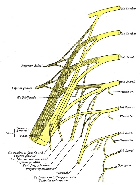 Figure 19. Plan of the sacral plexus: the superior and inferior gluteal nerves, the nerves to the short external rotators, and the sciatic nerve. Gray’s Anatomy plate 828 (public domain), via Wikimedia Commons.