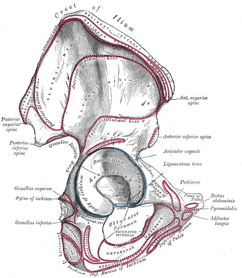 Figure 1. External (lateral) surface of the right hip bone, showing the ilium, ischium, pubis and the acetabulum. Gray’s Anatomy plate 235 (public domain), via Wikimedia Commons.