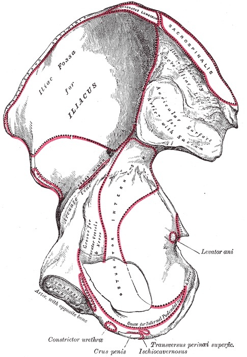 Figure 2. Internal (medial) surface of the right hip bone, showing the iliac fossa and the auricular (sacroiliac) surface. Gray’s Anatomy plate 236 (public domain), via Wikimedia Commons.