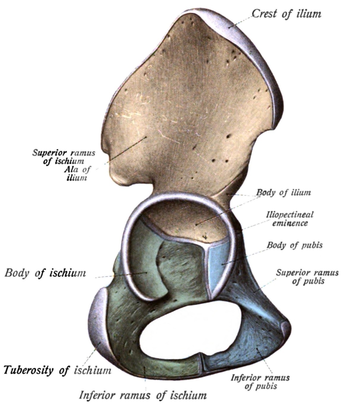 Figure 3. The hip bone subdivided into ilium, ischium and pubis. Sobotta’s Atlas of Human Anatomy, 1909 (public domain), via Wikimedia Commons.