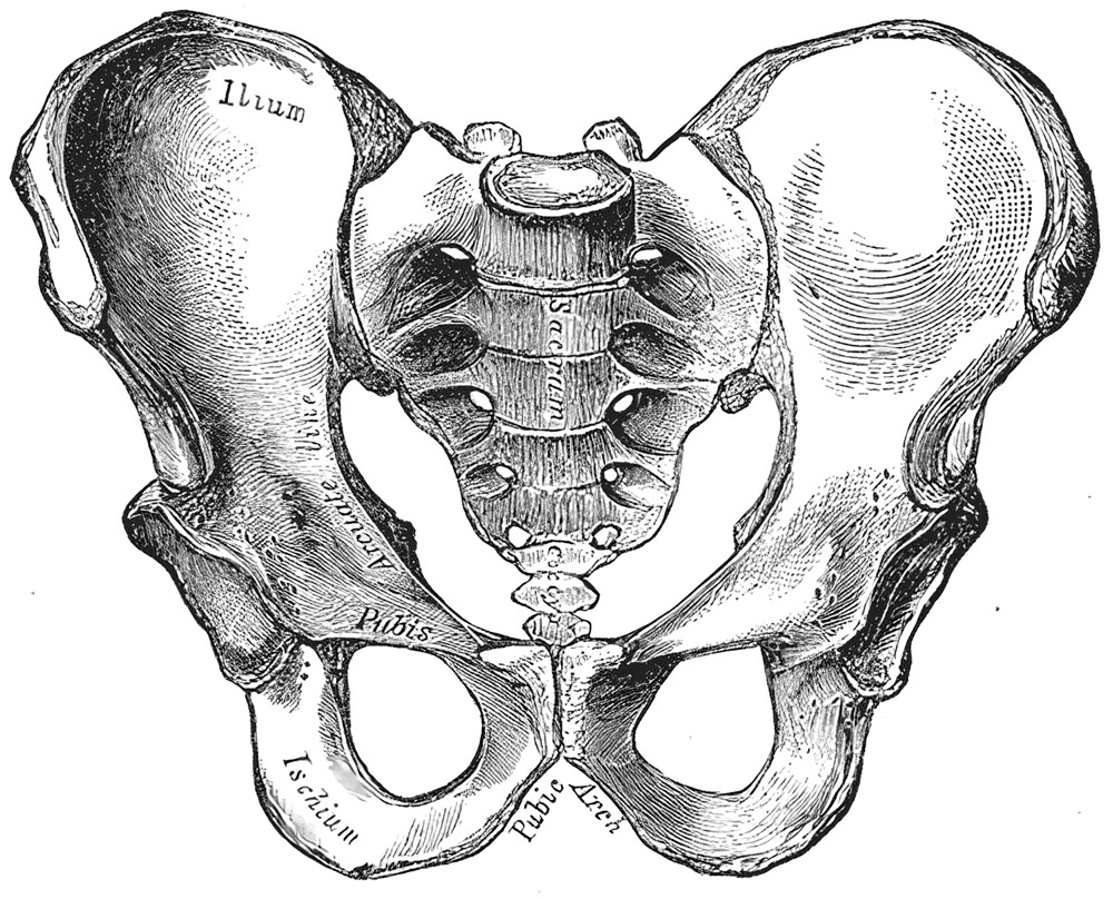 Figure 4. Anterior view of the bony pelvis, showing the sacrum, the sacroiliac joints and the pubic symphysis. Gray’s Anatomy plate 241 (public domain), via Wikimedia Commons.