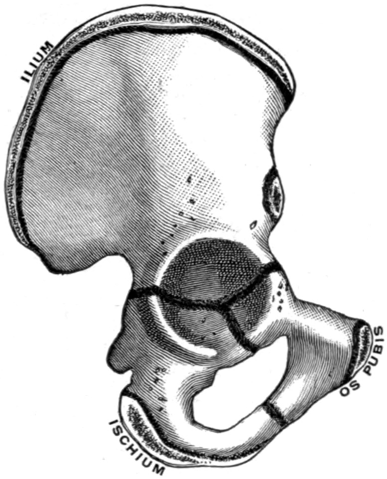 Figure 6. Union of the ilium, ischium and pubis at the triradiate cartilage of the acetabulum. Gerrish’s Text-book of Anatomy, 1902 (public domain), via Wikimedia Commons.