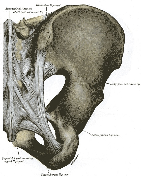 Figure 10. Posterior pelvic ligaments: the sacrotuberous and sacrospinous ligaments bounding the greater and lesser sciatic foramina, with the posterior sacroiliac ligaments. Gray’s Anatomy plate 320 (public domain), via Wikimedia Commons.