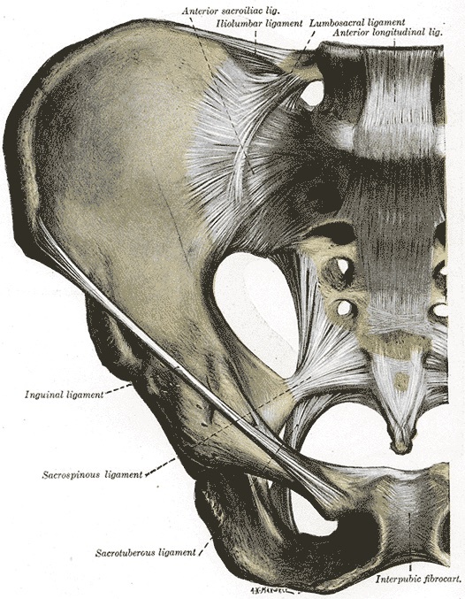 Figure 11. Anterior pelvic ligaments and the sacroiliac joint. Gray’s Anatomy plate 319 (public domain), via Wikimedia Commons.
